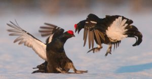 Black Grouse BWC