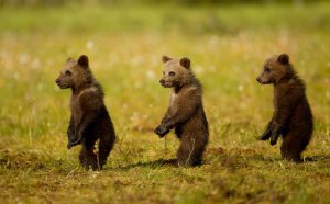 Bear cubs at Martinselkonen.