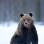 Snow Bear in Martinselkonen