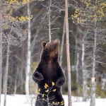 Male bear Martinselkonen.