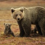 Emo ja pentu. Mother bear and small cup.