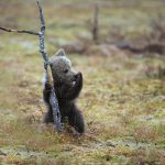 Karhun pentu suolla. Small bear cup on swamp.