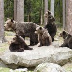 Bear Family in Martinselkonen