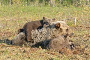 Evening hide bears in Martinselkonen.