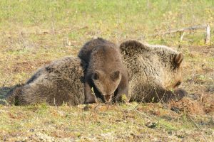 Martinselkonen bears