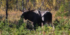 Moose in Martinselkonen