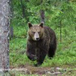 Bears in Martinselkonen