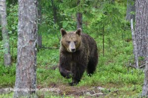 Bears in Martinselkonen