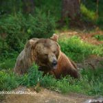 Bears in Martinselkonen