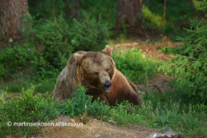 Bears in Martinselkonen