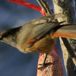 Siberian Jay, Martinselkonen