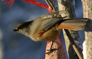 Siberian Jay, Martinselkonen