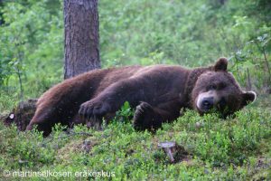 Bear, Martinselkonen