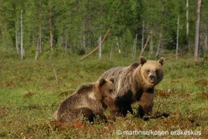 Martinselkonen bears