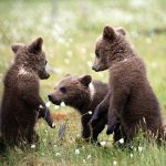 Small bear cubs in Martinselkonen