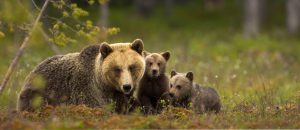 Bear watching is nice way to follow bears.