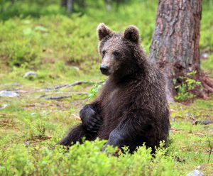 Young bear wondering in Martinselkonen.