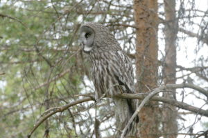 Great Grey Owl on the bird feeder