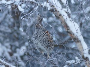 Hazel Grouse on the bird feeder