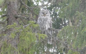 Ural Owl