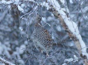 Hazel Grouse on the bird feeder